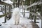 Fluffy Samoyed white dog is running on snow path road. Dog back