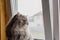 A fluffy Scottish cat looks out the window. The kitten sits on the windowsill and watches carefully