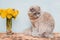 Fluffy scottish cat sits near a vase with yellow dandelions. Wooden background