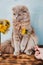 Fluffy scottish cat sits near a vase with yellow dandelions. Wooden background. Small hand of the child hold the dandelion