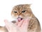 fluffy scottish fold cat with green eyes licks owner& x27;s hand on white background