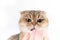 fluffy scottish fold cat with green eyes licks owner's hand on white background
