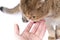 fluffy scottish fold cat with green eyes licks owner& x27;s hand on white background