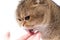 fluffy scottish fold cat with green eyes licks owner's hand on white background