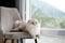 A fluffy Scottish Fold cat lounges on a chair, its wide eyes gazing out a window