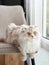 A fluffy Scottish Fold cat lounges on a chair, its wide eyes gazing out a window