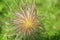 Fluffy seed head of a pasque flower