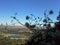 Fluffy Seed Heads Over Colorado View