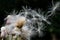 Fluffy seeds of a Thistle