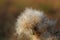 The fluffy seeds of a Thistle