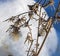 Fluffy seeds of the weeds against the blue of the morning snow, narrow focus area