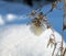 Fluffy seeds of the weeds against the blue of the morning snow, narrow focus area