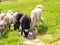 Fluffy sheep with bell on neck graze in carpathian mountains on a sunny day