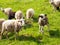 Fluffy sheep with bell on neck graze in carpathian mountains on a sunny day