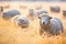 fluffy sheep crowd on frost-covered grass