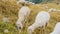 Fluffy sheep look for fresh food on pasture in Italian Alps