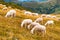 Fluffy sheep look for fresh food on pasture in Italian Alps