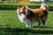 Fluffy sheltie dog on a green meadow.