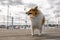 Fluffy Shetland Sheepdog walking on the wooden floor. Sheltie in a city.