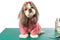 Fluffy shih-tzu at the groomer table in pink dog costume