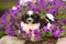 Fluffy Shih Tzu puppy laying in flowers