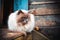 Fluffy siamese cat sitting on the veranda. Autumn colors