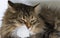 Fluffy siberian cat, brown tabby tortie version licking paw