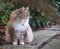 Fluffy Siberian cat on green meadow in sunny summer day.