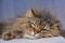 Fluffy siberian forest cat, black tabby, blue blurry background