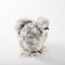 Fluffy Silkie Rooster