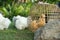 Fluffy Silky chicken walking on the grass