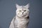 fluffy silver british shorthair cat portrait on gray background