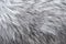 Fluffy silver fox fur background. Texture of gray fur closeup photo