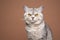 fluffy silver shaded british shorthair cat portrait on brown background
