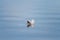 fluffy small feather sailing on blue water