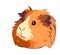 Fluffy small guinea pig on white backgrounds