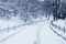 Fluffy snow on trees and pathway