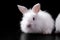 Fluffy snow-white easter rabbit