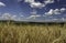 Fluffy soft white clouds on a deep blue sky above golden yellow wheat fields