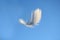 Fluffy soft white striped bird feather floating in the wind in a clear blue sky