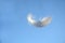 Fluffy soft white striped bird feather floating in the wind in a clear blue sky