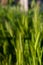 Fluffy spikelet closeup on blurred background