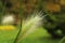 Fluffy spikelet plants in the garden background