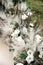 Fluffy spikelets, flowers and candles on the floor