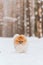 .fluffy spitz runs along a forest path in winter. pet for a walk. snowfall. Pine forest. portrait of a small dog on the background