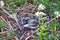 Fluffy spotted seagull chicks in grass