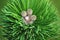 A fluffy spruce branch is a top view, three small growing cones