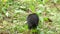 A fluffy squirrel seeking food on a lawn with rusty leaves in slo-mo