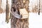 A fluffy squirrel tries to enter a birdhouse on the trunk of a thick tree in a winter forest