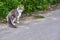 fluffy street cat on the pavement color general plan